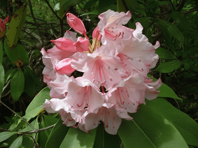 Beautiful plants. Image 2